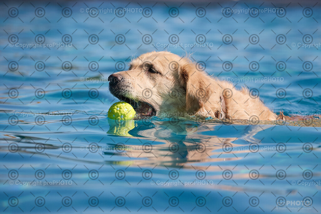 060_202509_4Hundebadetag_NZ9_2288 | proPHOTO - Realisiert mit Pictrs.com