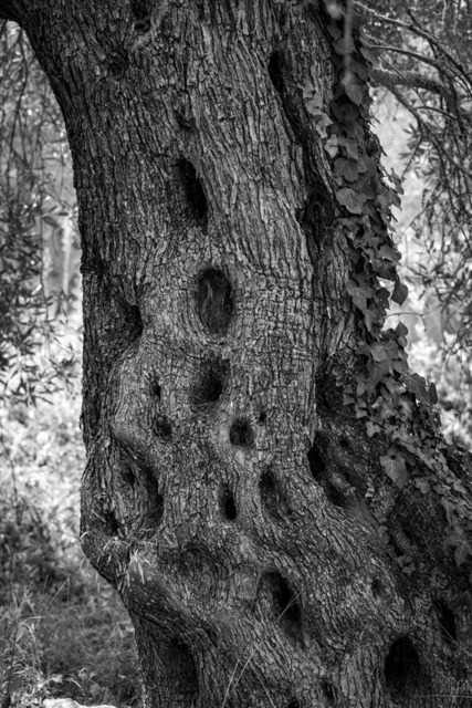 Olive Baum / Olea europaea, Olivia / Olive tree | Kreative Fotografie von Fotoloft-MaciejRusinek aus Frankfurt am Main. Große Motivauswahl in individuell ausgewählten Formaten auf unterschiedlichen Materialien. Bestellen bequem online.
Preise sind variable, je nach Material und Größe. 
 - Realisiert mit Pictrs.com