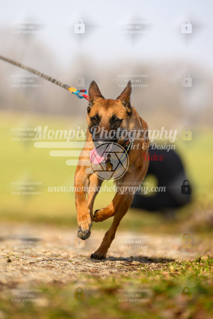 MompixPhotography_6ReiatRennen2026_SA_HappyDog-59 | PayLife