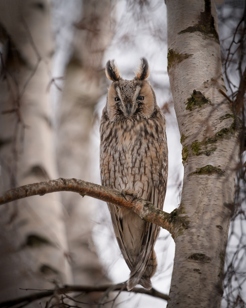 DSC_9901-Pano-Bearbeitet | Ich bin Fotograf aus Neuburg an der Donau und spezialisiere mich auf Wildlife-Fotografie, Landschaftsaufnahmen und Portraits.Ob Hochzeit, Familienbilder oder Naturaufnahmen – ich fange echte Momente ein, die bleiben. 