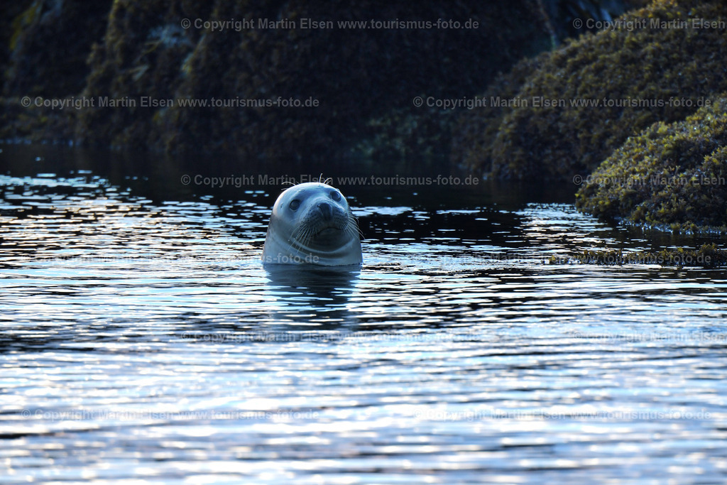 Helgoland Robbe_ELS_3650030818 | Helgoland - Aufnahmedatum: 03.08.2018, Aufnahmehöhe:  m, Koordinaten:  - , Bildgröße: 4517 x  3011 Pixel - Copyright 2018 by Martin Elsen, Kontakt: Tel.: +49 157 74581206, E-Mail: info@schoenes-foto.deSchlagwörter:Schleswig-Holstein,Landkreis Pinneberg,Düne,Hochseeinsel,Börteboote,Meer,Küste,Halunder,Oberland,Unterland,Strand,Seehunde,Robben,Lange Anna,Felsen,Roter Felsen,Luftbild,Luftbilder,Bastölpel - Realisiert mit Pictrs.com