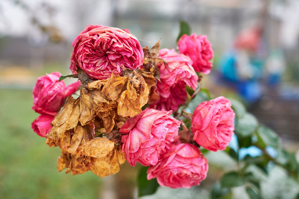 verblühte rote Rosen im Garten | Austria - October 31, 2021: verblühte rote Rosen im Garten, im Hintergrund ein Zwerg. - Realisiert mit Pictrs.com