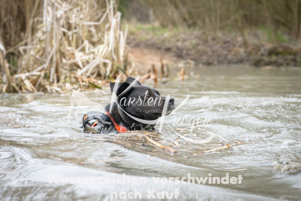 1346_ZZ92630 | kk-dogfotos
