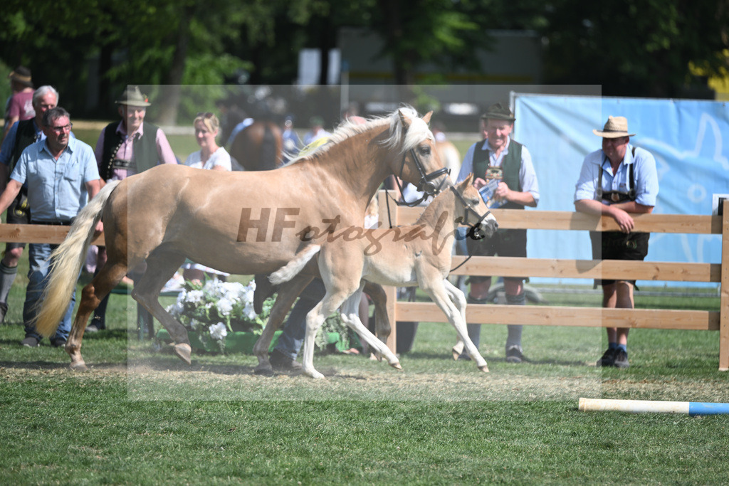 DSP Praemie Delmara SCH_Schmid_20231394 | hf-fotografie - Realisiert mit Pictrs.com