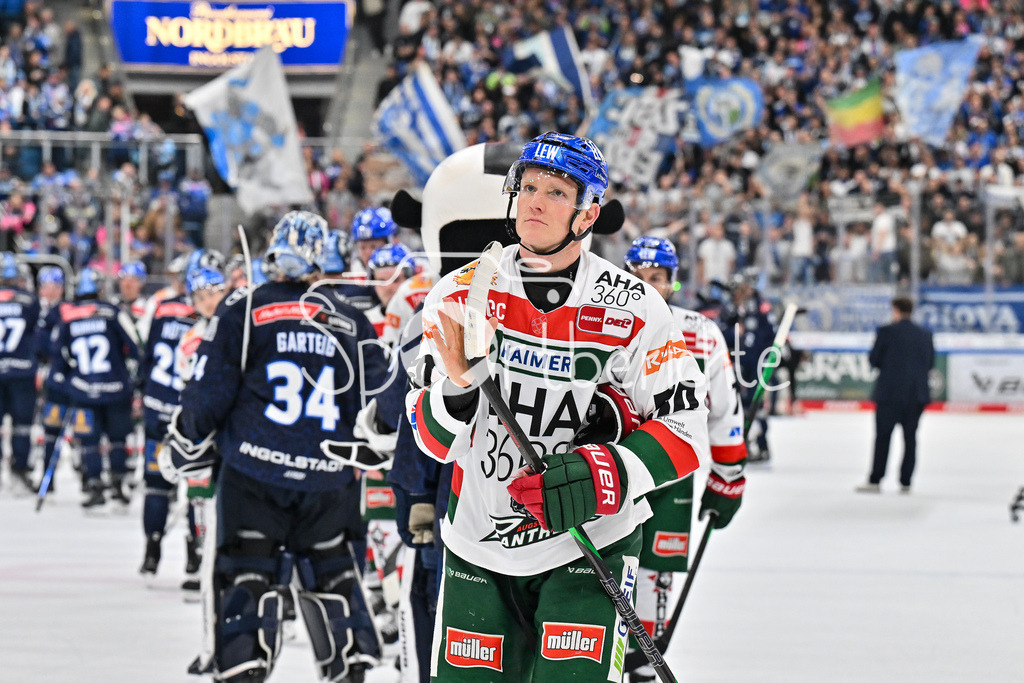ERC Ingolstadt - Augsburger Panther | Nach der Niederlage in Ingolstadt bedankt sich Alexander OBLINGER (Augsburger Panther #50) bei den mitgereisten Fans / Traurig / niedergeschlagen / DEL: ERC Ingolstadt - Augsburger Panther, Saturn Arena am 03.11.2024