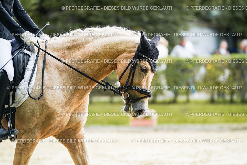 DSC06809 | Pferdegrafie