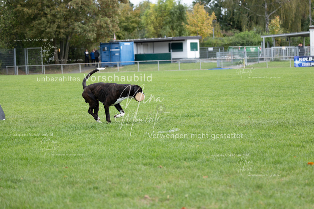 _16A6697 | Einzigartige Fotos von Hunden & Menschen –Actionfotos, Portraits, Vereinsaufnahmen & Paarshootings – authentisch, lebendig & mit Herz.