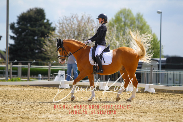 DKP40887 | Turniersportfotografie; Pferdefotografie; Dressurfotografie