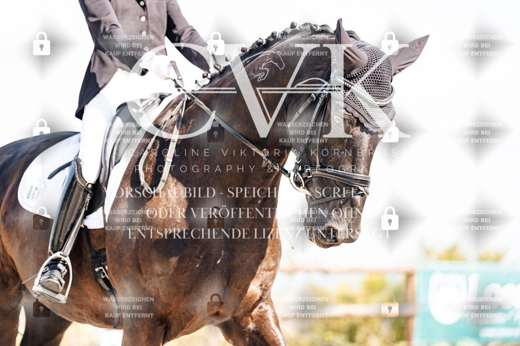 CK902548 | Turnierfotografie Pferdefotografie Trier Rheinland-Pfalz Pferdesport Reitsport Tierfotografie Sportfotografie Pferdevideo Pferdevideografie Equestrianvideography equestrianphotography  - Realisiert mit Pictrs.com