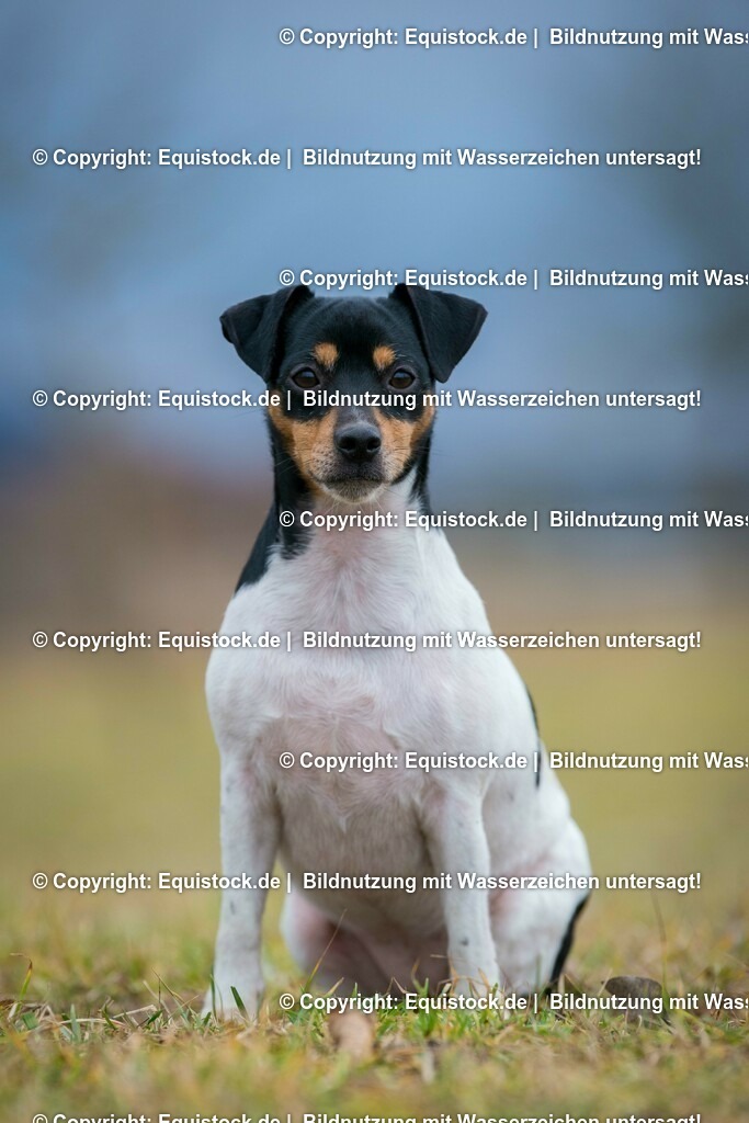 20160128_Hund_0006 | equistock