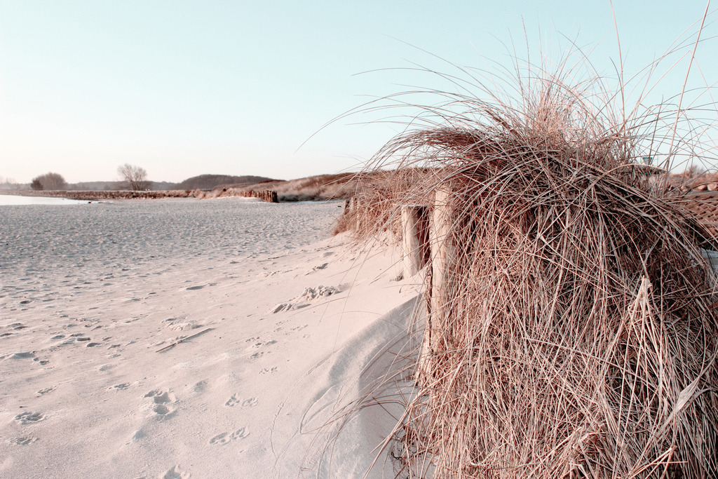 Wandbilder: Strandhafer am Sandstrand am Morgen | Dieses Wandbild im Querformat zeigt Strandgras am Sandstrand im Winter. Durch die warmen Farben auf dem Bild wirkt dieses aber alles andere als kalt. Die Beige-, Braun- und Sandtöne bringen, auf diesem Wandbild, eine schöne wohnliche Wärme in Ihr Zuhause. Kaufen Sie sich dieses traumhafte Strandmotiv in dezenten Farben auf Leinwand, auf Aluminium-Platte oder Acrylglas. Ideal fürs Wohnzimmer, Schlafzimmer, Küche, den Arbeitsplatz oder die Ferienwohnung. Die Wandbilder werden individuell für Sie in vielen Abmessungen produziert. Daher passen die Ostseekult Wandbilder immer perfekt an Ihre Wände.  - Realisiert mit Pictrs.com