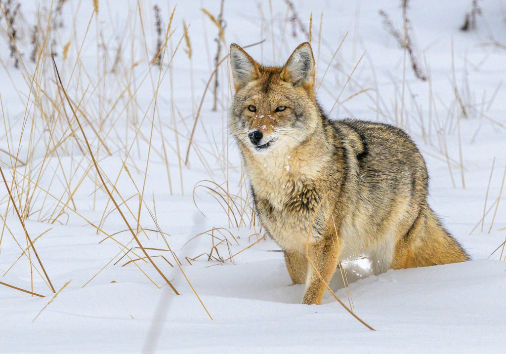 2024-230 | Kojote in der Nähe des Madison River. - Realisiert mit Pictrs.com