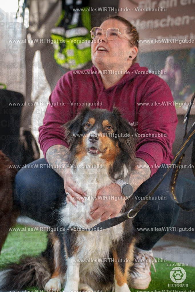 Pfötchenmarkt Nettetal-Lobberich 2026 - Nettetal-Tag - Daniel Wirth - www.allesWIRTHgut.de - @allesWIRTHgut_Tierfotografie 7R507852 | Professionelle Tierfotografie in Mönchengladbach von Daniel Wirth (allesWIRTHgut). Liebevolle & natürliche Bilder von Hunden & Katzen für unvergessliche Erinnerungen.