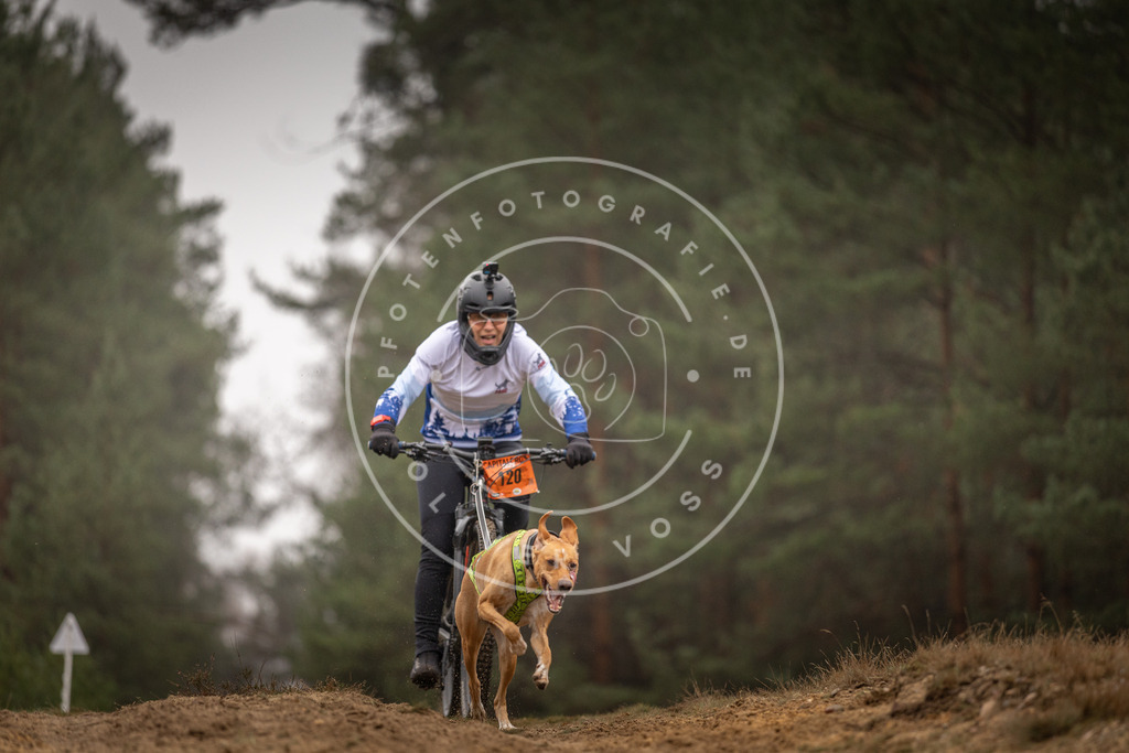 Pfotenfotografie_DV3A3482 | Hundefotografie, Tierfotograf, Pfotenfotografie, Fotoshooting Hund, Hunde Portrait, Hundesport, Hundeportraits, Heideshooting, Hunde, Sportfotograf, Hundefotograf, Turnierhundsport, THS,  - Realisiert mit Pictrs.com