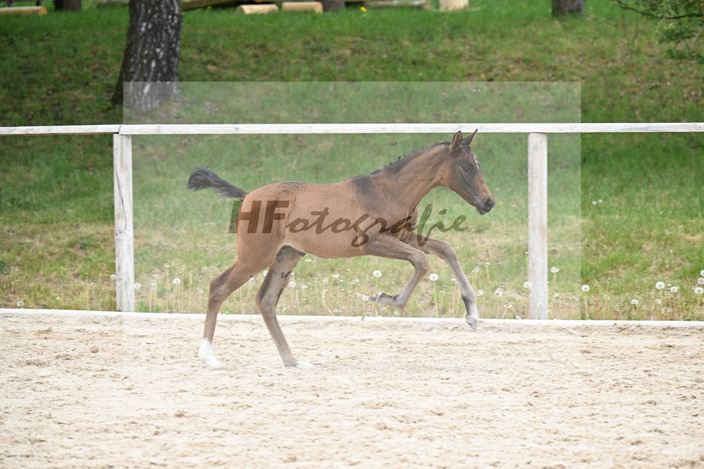 Kat-Nr. 17 SF Feliciano x Rubin Royal OLD_Haegler_24260620 | hf-fotografie - Realizzato con Pictrs.com