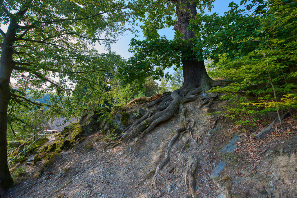 Im NSG _Hartensteiner Wald__ 476 Schlösser- und ... | Fotos als Raumschmuck - Realisiert mit Pictrs.com