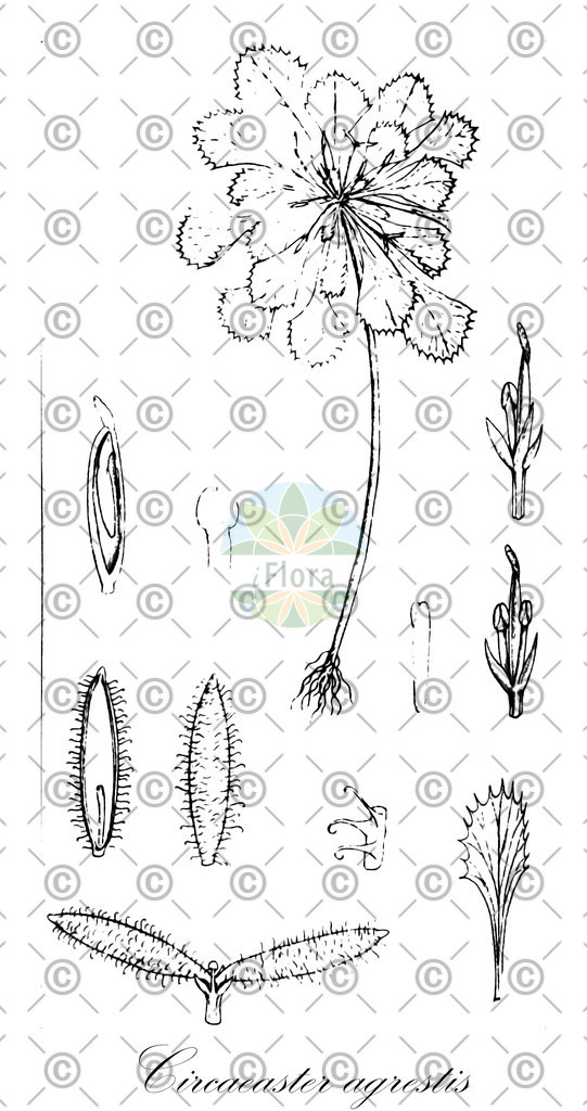 HistAbb_wfo-0000605739_1_ENZY_Simple | Historische Abbildung von Circaeaster agrestis - Circaeasteraceae | Historical Illustration of Circaeaster agrestis - Circaeasteraceae