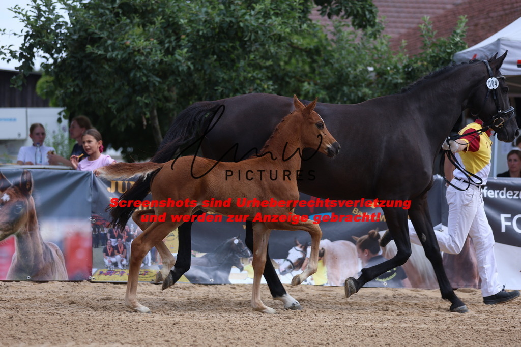 Fohlenschau_Schwäbisch_Hall_dressurbetonte_Fohlen_KN 4_10 | lmwpictures - Realisiert mit Pictrs.com