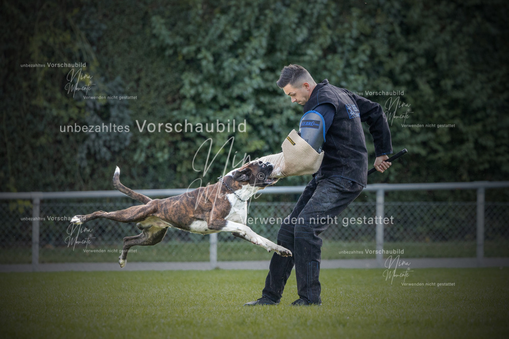 _16A6515-12 | Einzigartige Fotos von Hunden & Menschen –Actionfotos, Portraits, Vereinsaufnahmen & Paarshootings – authentisch, lebendig & mit Herz.