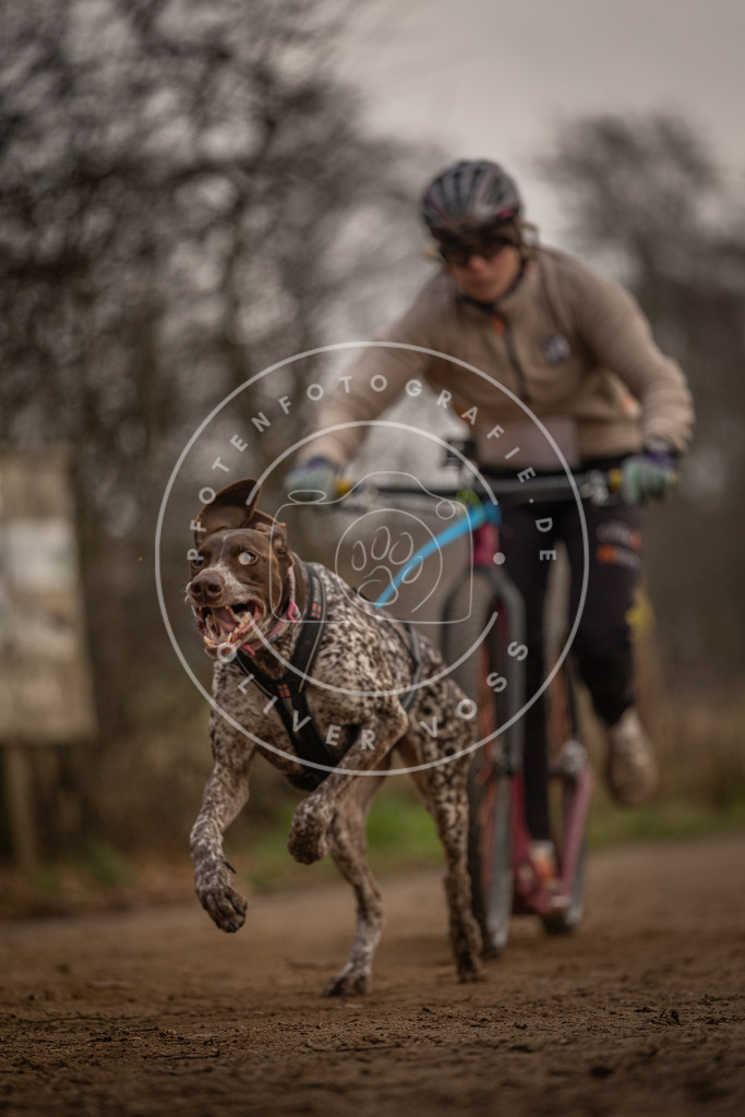 Pfotenfotografie_DV3A3968 | Hundefotografie, Tierfotograf, Pfotenfotografie, Fotoshooting Hund, Hunde Portrait, Hundesport, Hundeportraits, Heideshooting, Hunde, Sportfotograf, Hundefotograf, Turnierhundsport, THS,  - Realisiert mit Pictrs.com