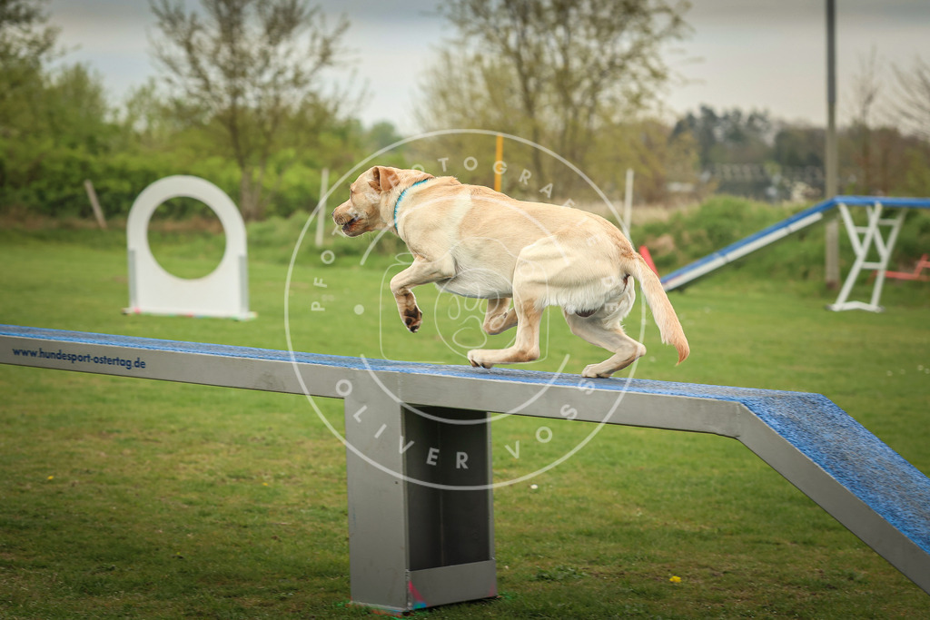 Pfotenfotografie_0L8A0718 | Hundefotografie, Tierfotograf, Pfotenfotografie, Fotoshooting Hund, Hunde Portrait, Hundesport, Hundeportraits, Heideshooting, Hunde, Sportfotograf, Hundefotograf, Turnierhundsport, THS,  - Realisiert mit Pictrs.com