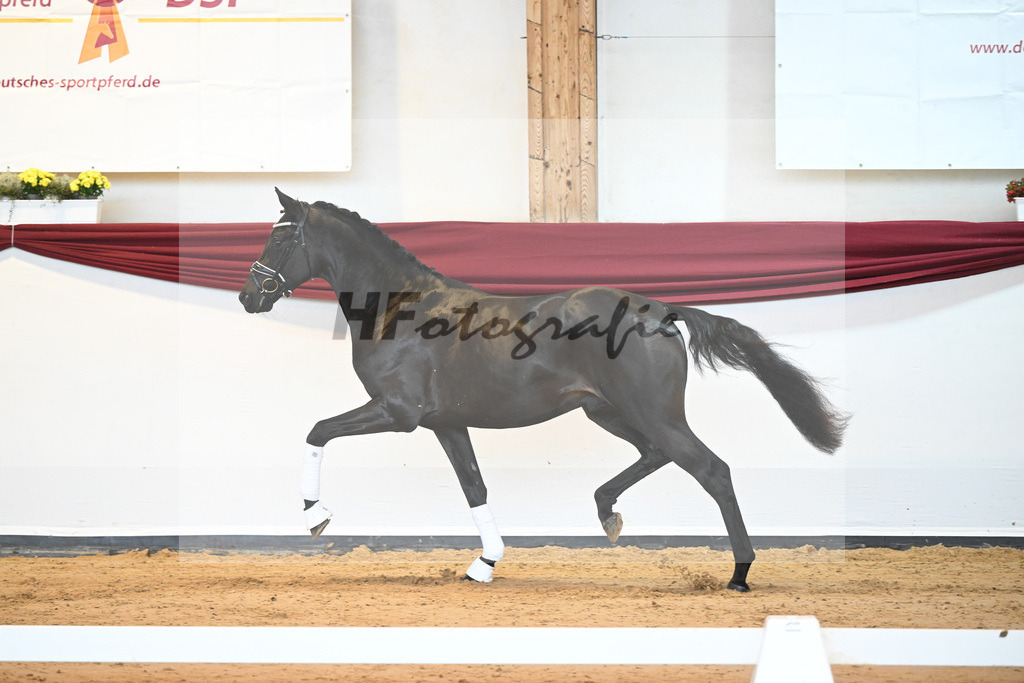 Kat-Nr. 6 v. Bohemian_Albert_66221541 | hf-fotografie - Realisiert mit Pictrs.com