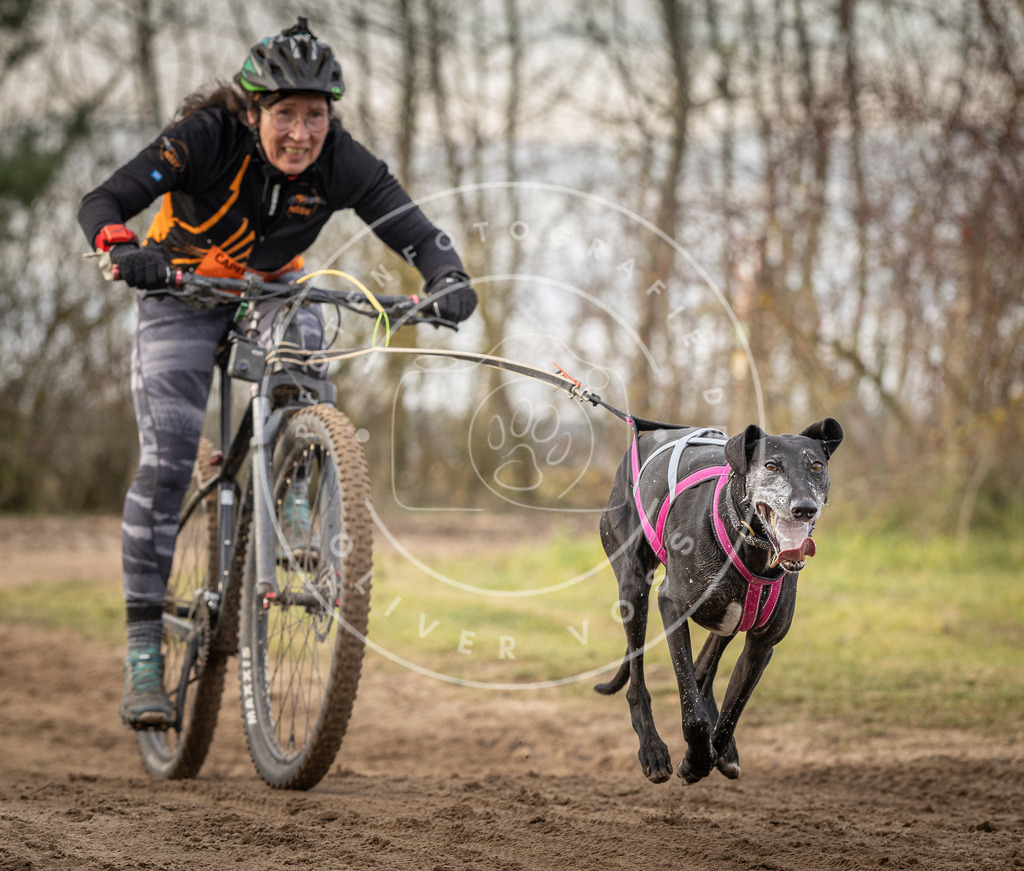 Pfotenfotografie_DV3A7808 | Hundefotografie, Tierfotograf, Pfotenfotografie, Fotoshooting Hund, Hunde Portrait, Hundesport, Hundeportraits, Heideshooting, Hunde, Sportfotograf, Hundefotograf, Turnierhundsport, THS,  - Realisiert mit Pictrs.com