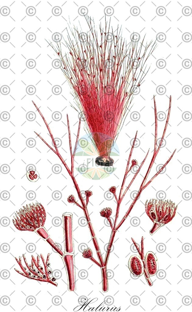 HistAbb_4T33_1_ENZY_Simple | Historische Abbildung von Halurus - Wrangeliaceae (0) | Historical Illustration of Halurus - Wrangeliaceae (0)