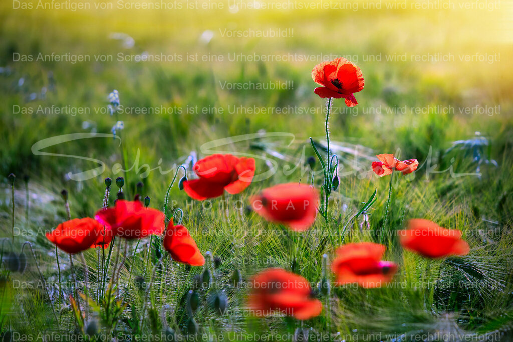 Wandbild Mohn mit Sonnenstrahlen #03 | People- und Tierfotografie, Imageaufnahmen, Veranstaltungsfotografie und Wandbilder aus der Natur ★ Made in Germany ✔️ Druck + Downloads ✔️ Naturfotografie in Top Qualität ★ schneller Versand, weltweite Lieferung! - Realisiert mit Pictrs.com