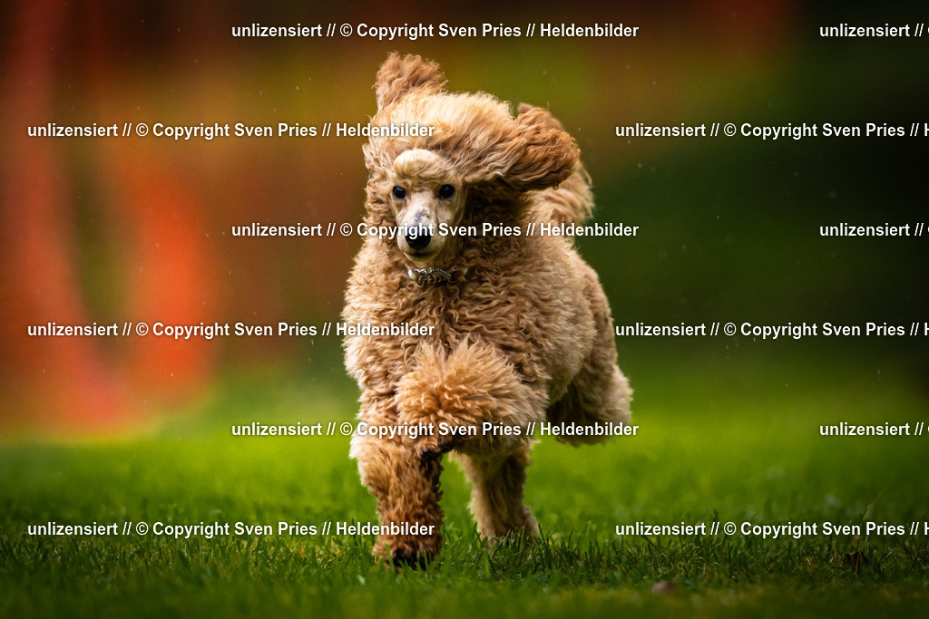 Sven Pries | 2025-09-21 - Hunderennen Baden-Oos - Realisiert mit Pictrs.com