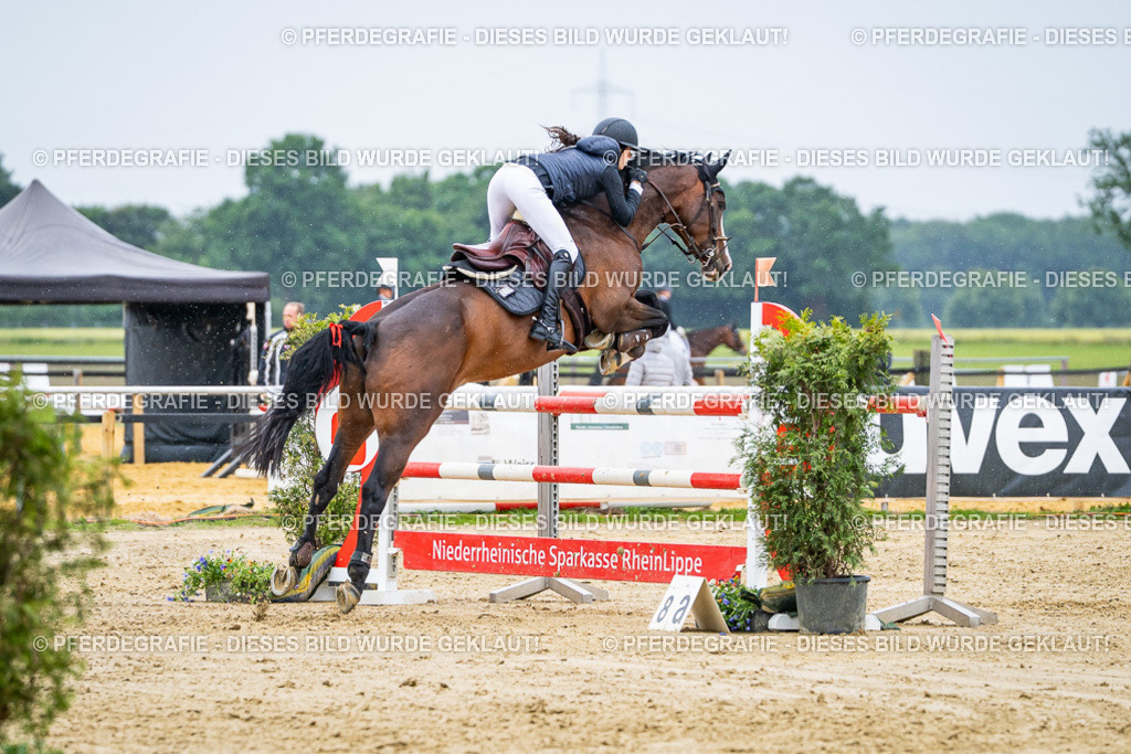 DSC08522 | Pferdegrafie