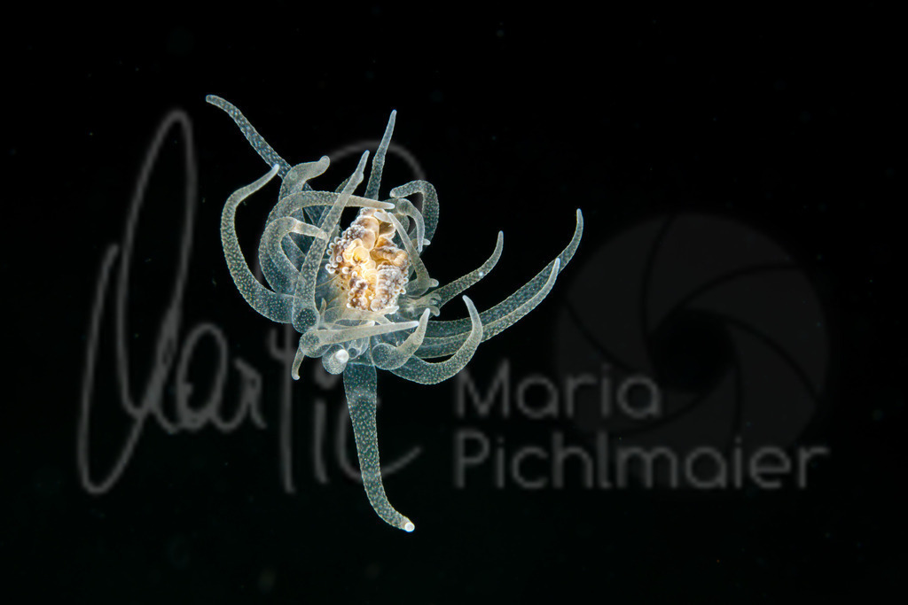 ? | Bunodeopsis strumosa? Alicia mirabilis juvenile ? - Realisiert mit Pictrs.com