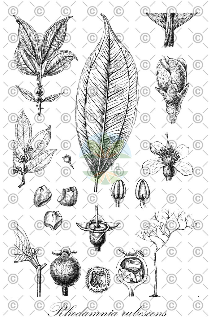 HistAbb_wfo-0000017688_1_ENZY_Simple | Historische Abbildung von Rhodamnia rubescens - Myrtaceae | Historical Illustration of Rhodamnia rubescens - Myrtaceae