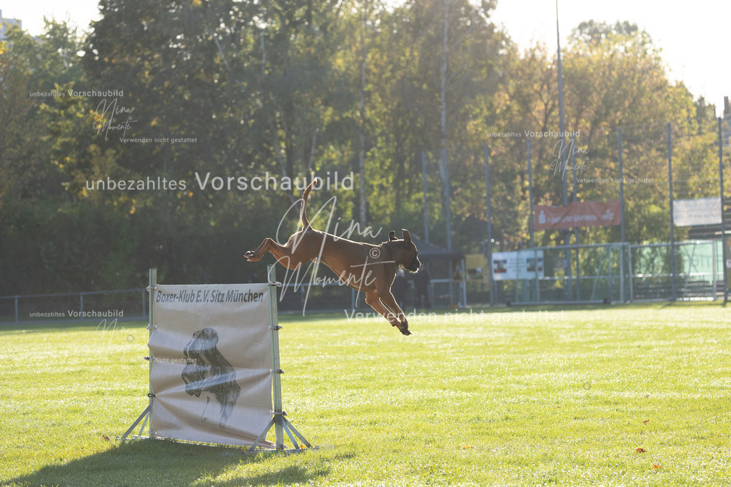 _16A6278 | Einzigartige Fotos von Hunden & Menschen –Actionfotos, Portraits, Vereinsaufnahmen & Paarshootings – authentisch, lebendig & mit Herz.