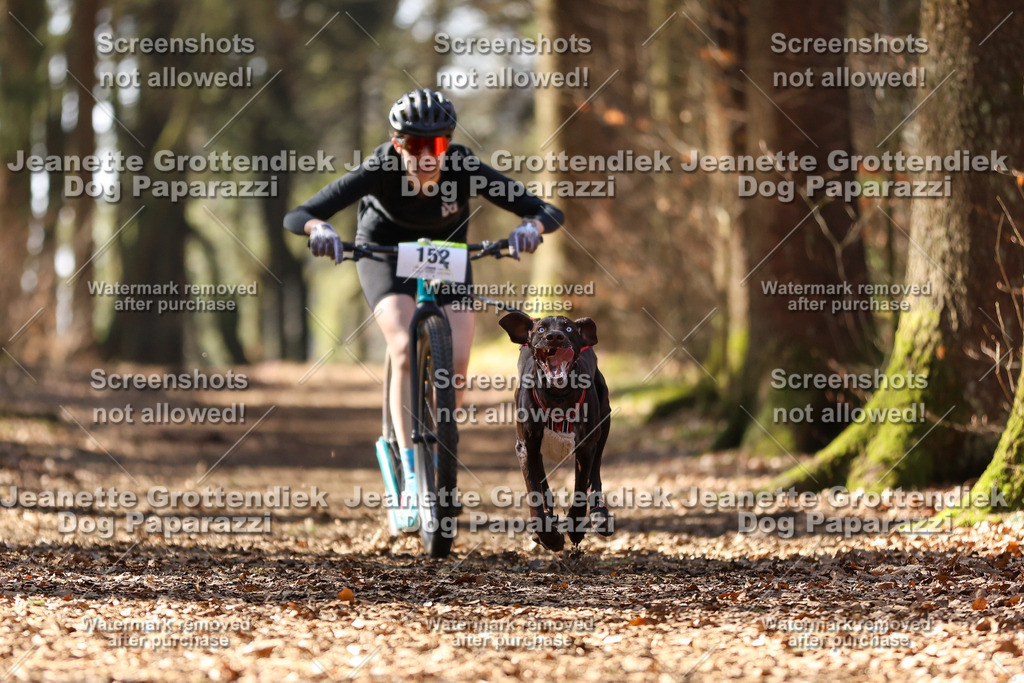 Dog Paparazzi - VCC26-1237 | Dog Paparazzi Jeanette Grottendiek Fotografie & Videografie - Realisiert mit Pictrs.com