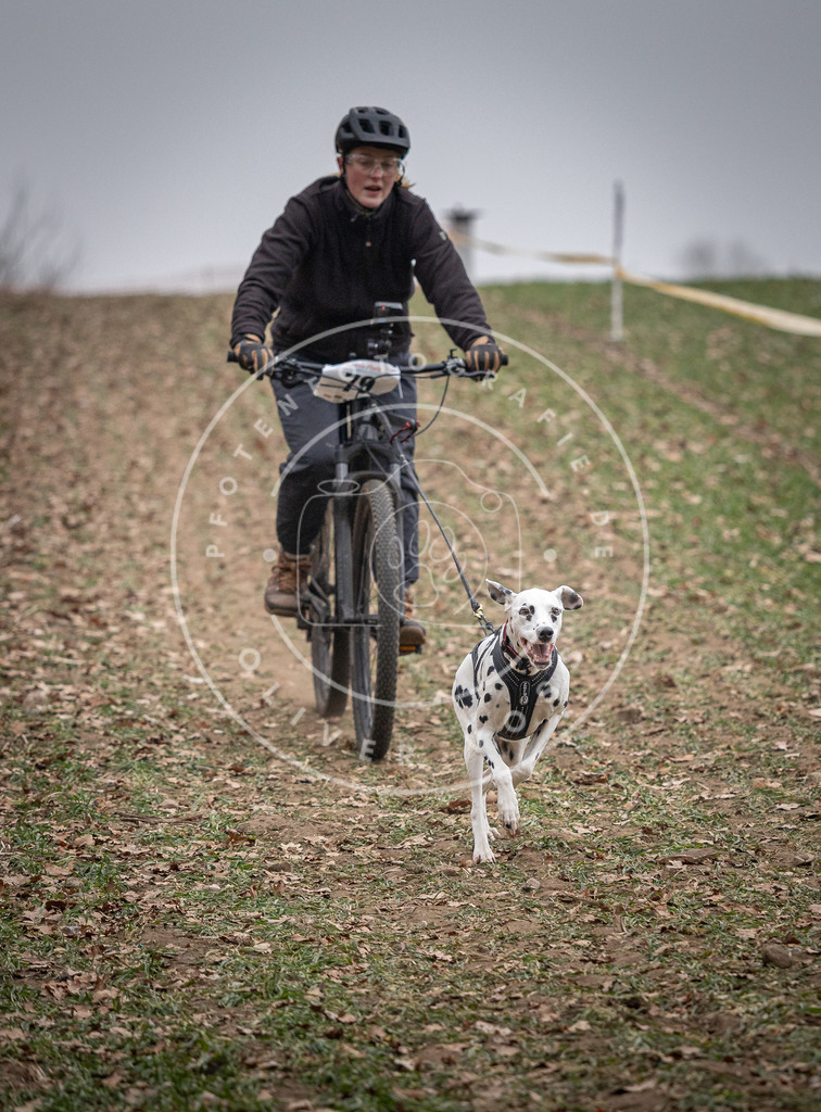 Pfotenfotografie_DV3A1747 | Hundefotografie, Tierfotograf, Pfotenfotografie, Fotoshooting Hund, Hunde Portrait, Hundesport, Hundeportraits, Heideshooting, Hunde, Sportfotograf, Hundefotograf, Turnierhundsport, THS,  - Realisiert mit Pictrs.com