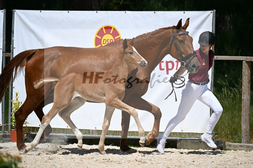 Benicio x Vivaldos_HF_Regele_10250414 | hf-fotografie - Realizzato con Pictrs.com
