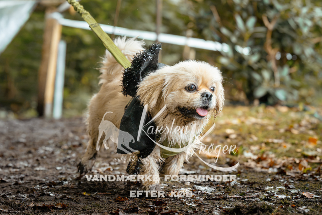1432DZ6_2947Z6 | kk-dogfotos