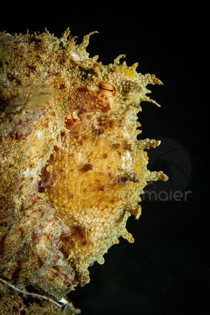 Octopus vulgaris | octopus / pulpo / Krake - Realisiert mit Pictrs.com
