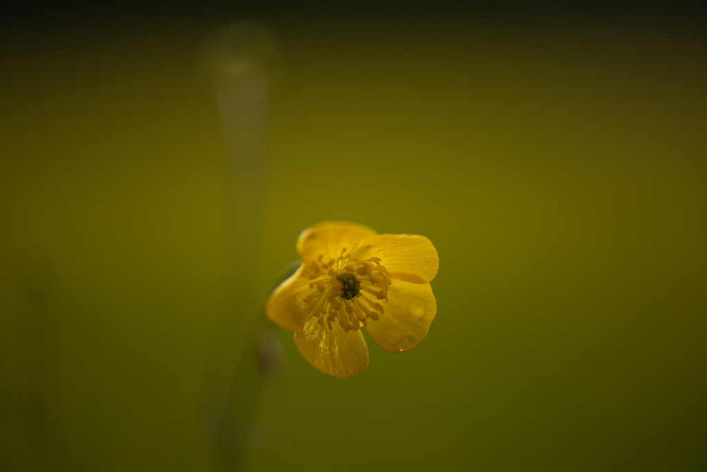 Hahnenfuss | Makroaufnahme mit Nikon ZF, AF-S Micro Nikkor 105mm f2.8