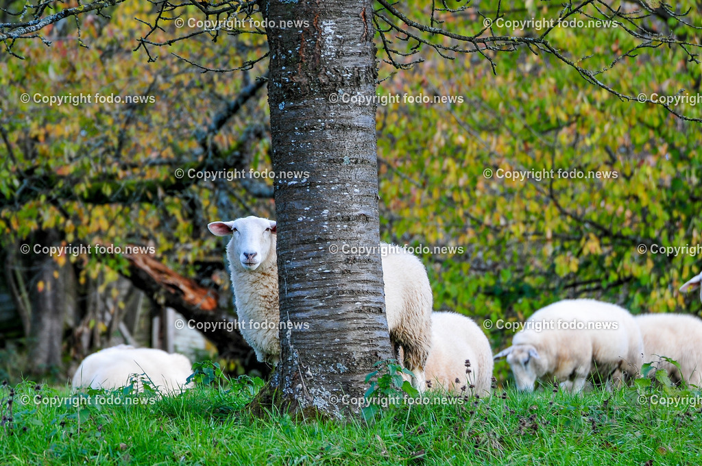 Linz_ Bauernhof_ 11.04.2025-31 | 11.04.2025, LINZ, AUT, Landwirtschaft, Bauernhof, im Bild Schafe, Schaf, Lamm, Bock, Tiere, Nutztiere, Freilandhaltung, Paarhufer