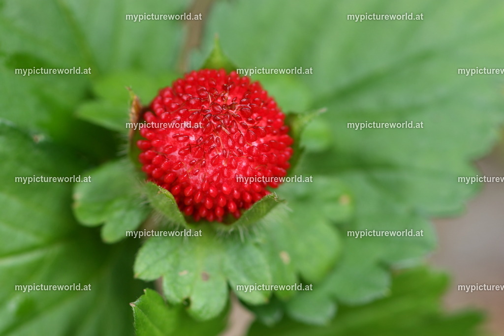 Indische Scheinerdbeere-005 | Das Bilderarchiv über Tiere, Planzen und Landschaften. In der Bilddatenbank finden Sie ein große Auswahl an hochwertigen Bilder für Ihre Werbung - Realisiert mit Pictrs.com