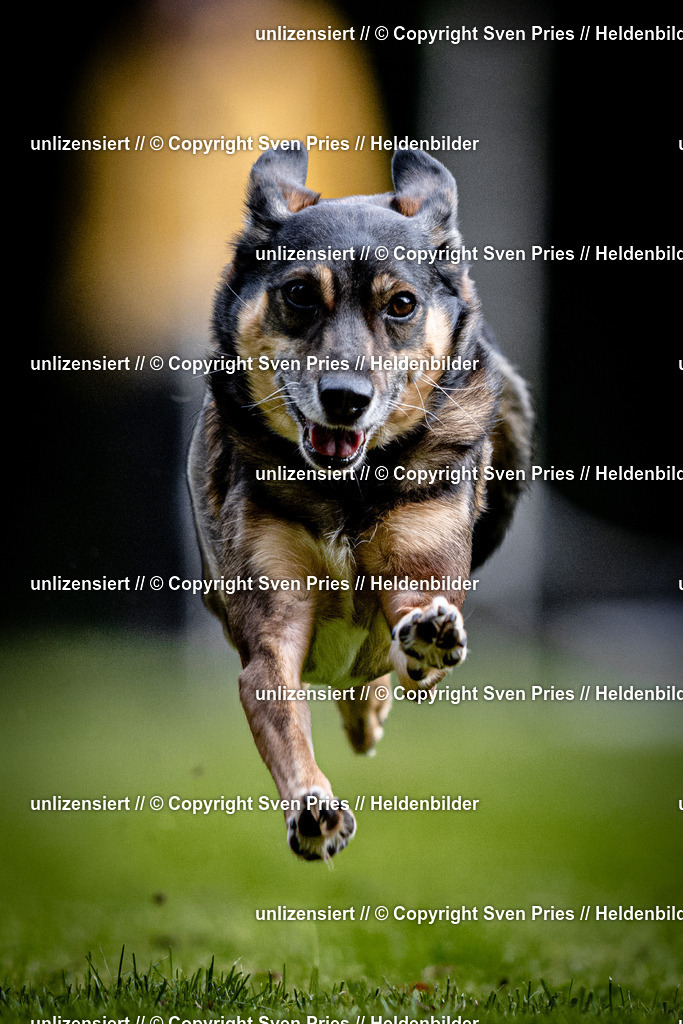 Sven Pries | 2025-10-03 - Hunderennen Obergrombach - Realisiert mit Pictrs.com