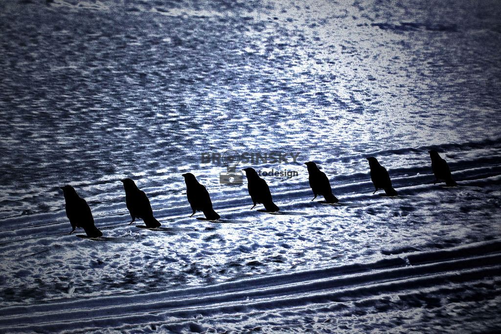 7 Raben_IMG_7945_1 | brosinskyfotodesign-shop - Realisiert mit Pictrs.com