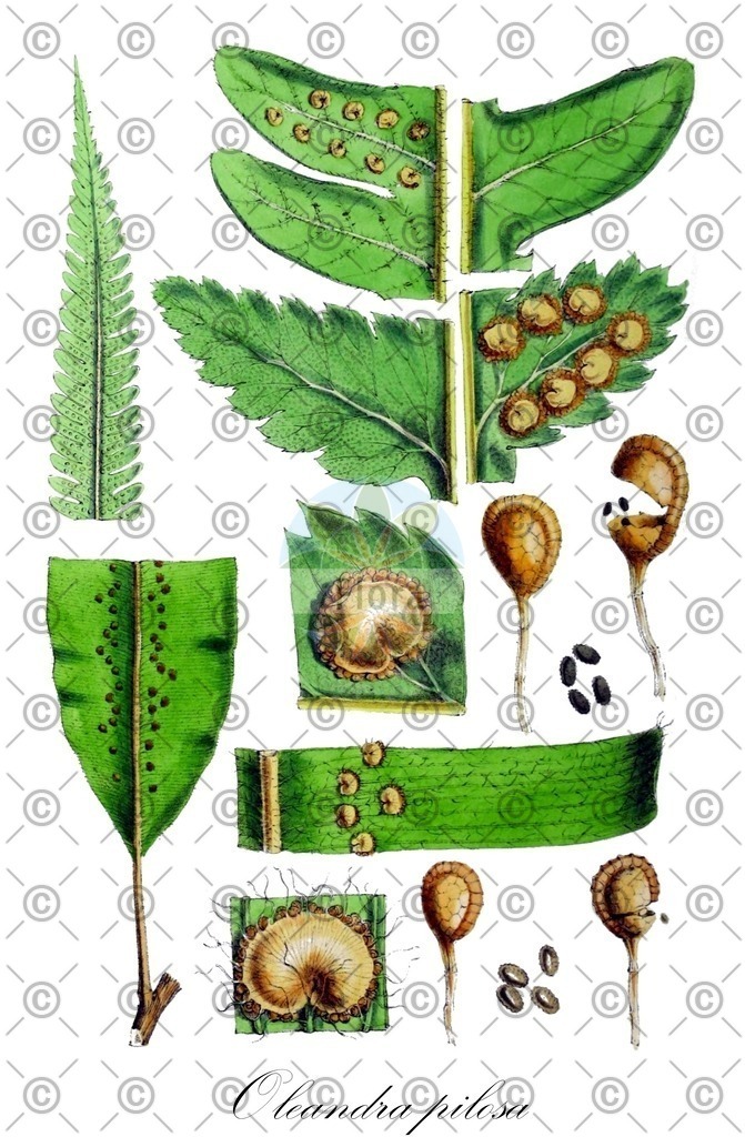 HistAbb_wfo-0000067466_1_ENZY_Simple | Historische Abbildung von Oleandra pilosa - Oleandraceae | Historical Illustration of Oleandra pilosa - Oleandraceae