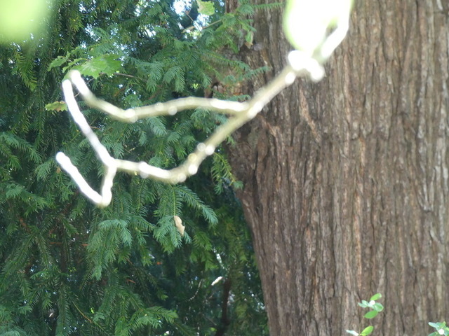 Eibe 1 | Verkauf von Fotos und  Videoclips zumThema Natur.Motive sind Pflanzen, Tiere, Landschaftenund Wetter - Realisiert mit Pictrs.com