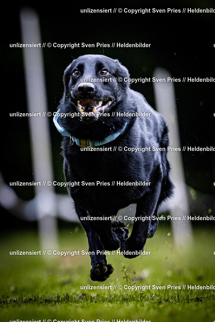 Sven Pries | 2025-10-03 - Hunderennen Obergrombach - Realisiert mit Pictrs.com