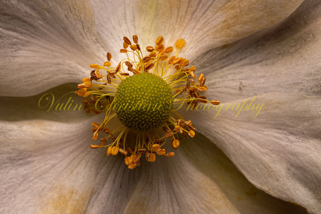 P 132 | Christian Vulin  - Realisiert mit Pictrs.com