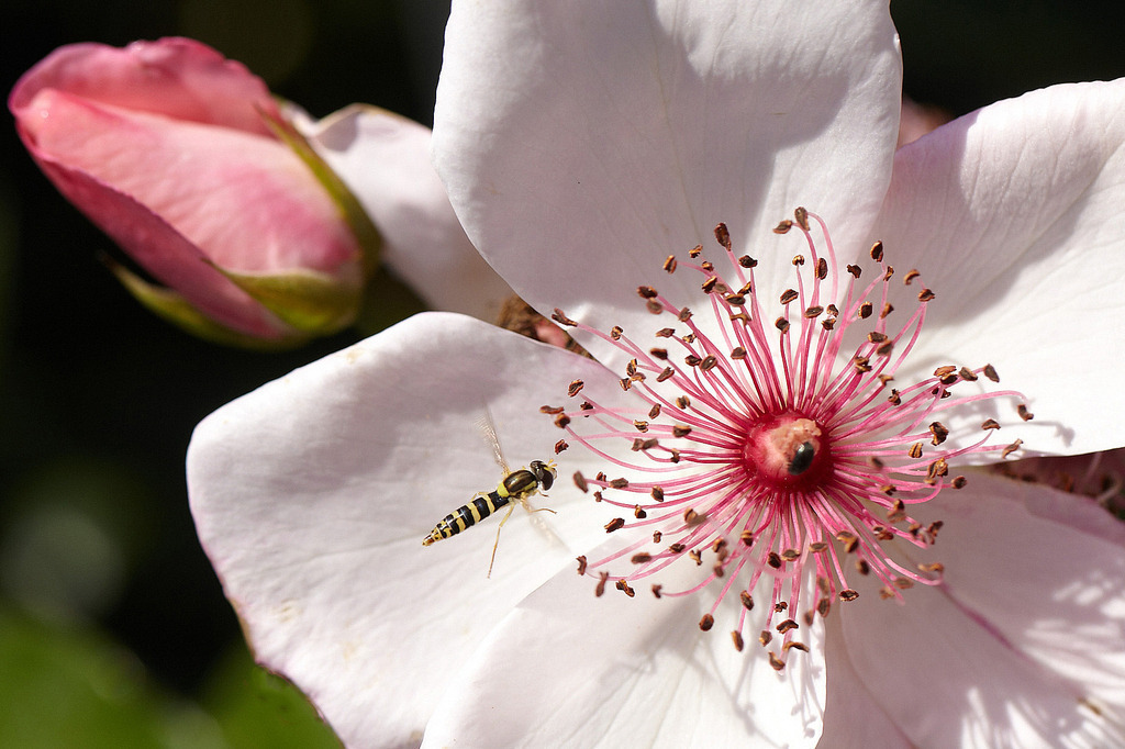 Heckenrose_8213 | Beegebilder online. 
BIldarchiv von Beege Fotodesign mit ausgewählten Werken, die sich besonders gut für die Dekoration Ihrer Räume oder Wände eignen. 