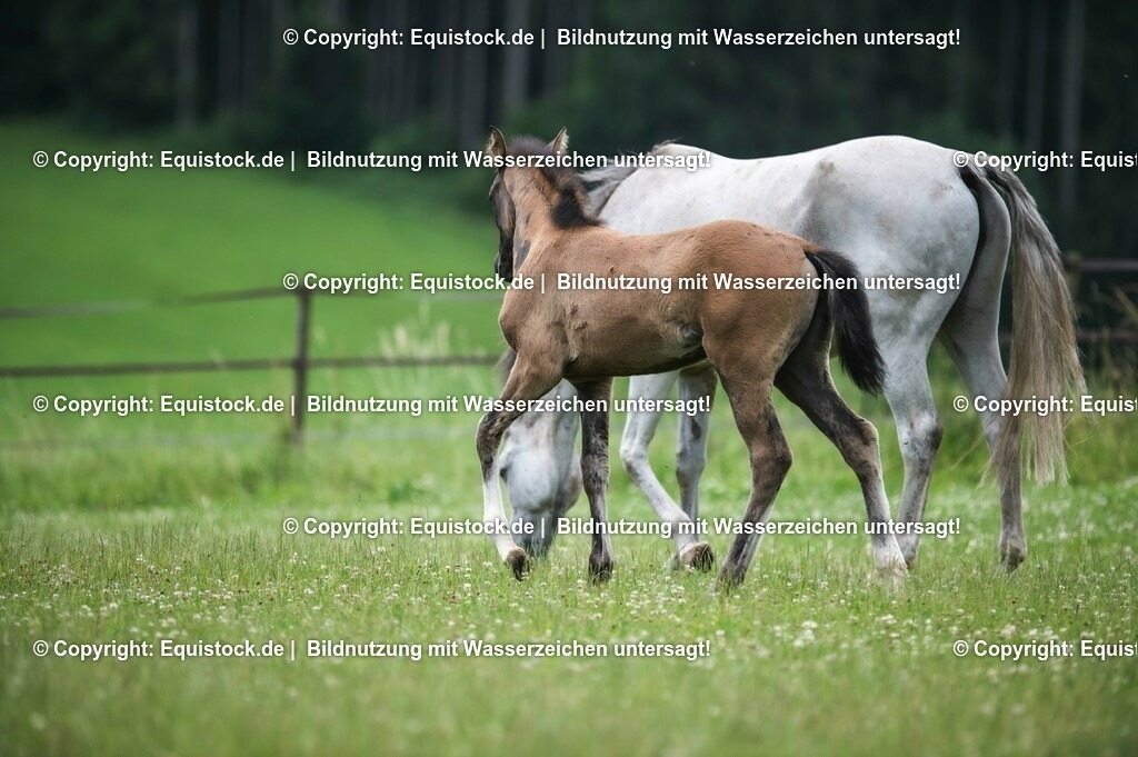 20210623_Fohlen_0419 | Foto: Thomas Hartig